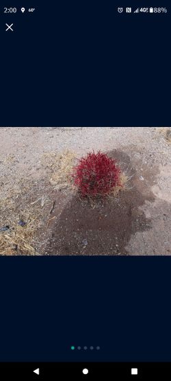 Fire Barrel Cactuses Medium Size .