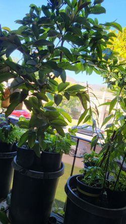 Organic Pink Guava Tree Plant