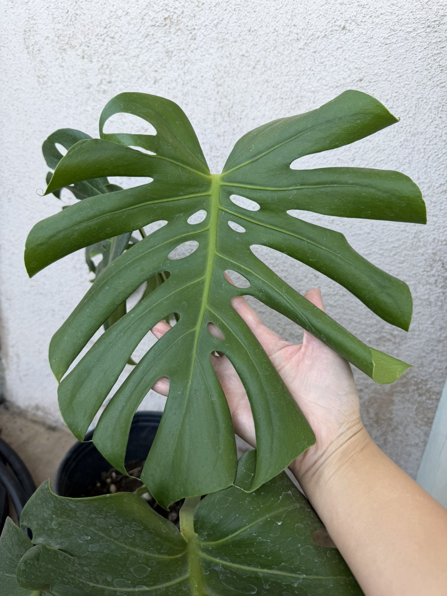 Monstera deliciosa
