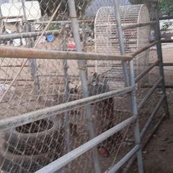 Pipe Horse Corral  Used.  $250
