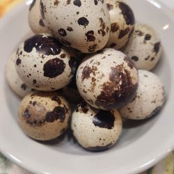 Cortunix Hatching Eggs