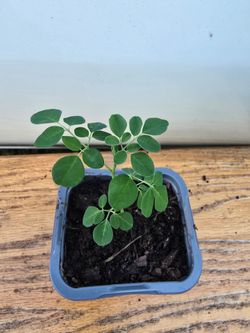 Moringa plant