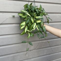 6” Hoya Princess