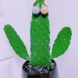 Cactus 🌵 With A Ceramic Pot - Succulent 