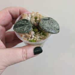 Hoya Matidle Super Splash Pickup Capitol Hill