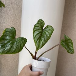 Beautiful Philodendron Mamei Plant With Pot