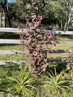 Organic hibiscus tree