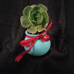 Succulent 