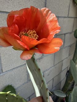 Blooming orange cactus