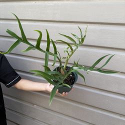6” Philodendron Tortum Wide Form