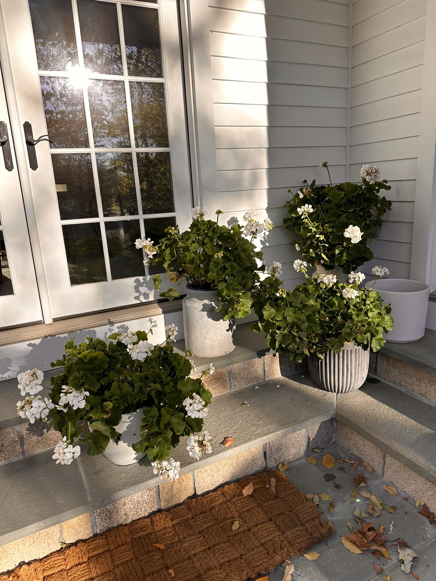 Potted Geraniums Large Size