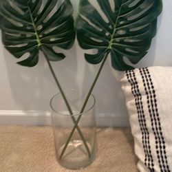 Plant Palms