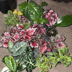 Exotic Indoor Plant, Any In This Tray, 95820