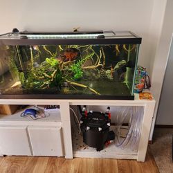 Aquarium Setups 125g, 75g, 40g