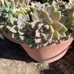 Mother-of-pearl Plant en maceta de 20 galones  su precio  es $40