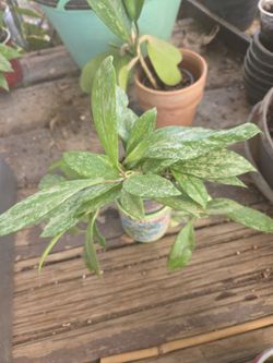Hoya