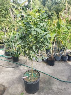 Fruiting meyer lemon tree