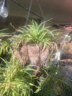 Spider Hanging Plant