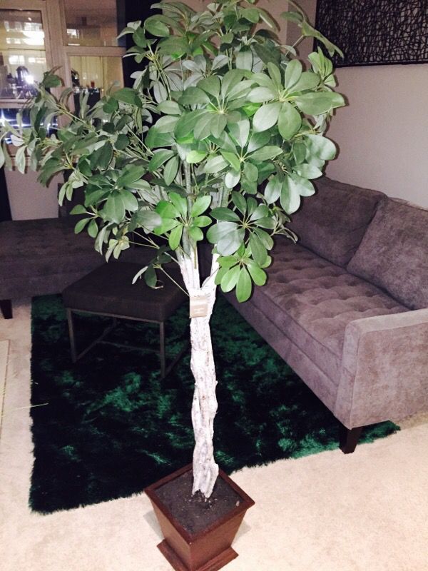 Fake Plant by Pier 1 Imports