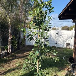 Faicas / Ficus Tree /Indian Laurel