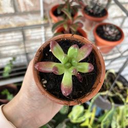 Jelly Beans Succulent