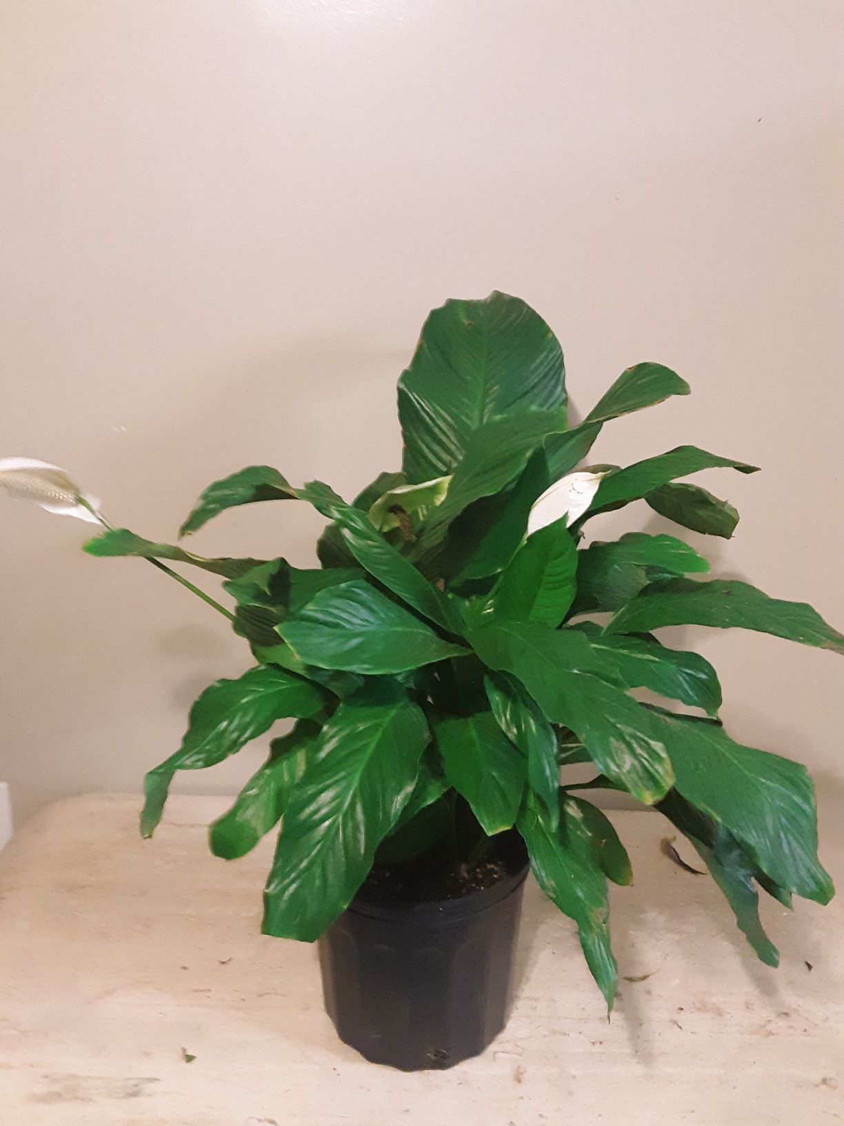 Peace lily plants 3 gallons pot 2ft 4 inches tall