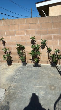 Plants
