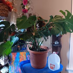 Plants