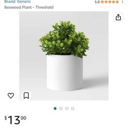 Boxwood Plant