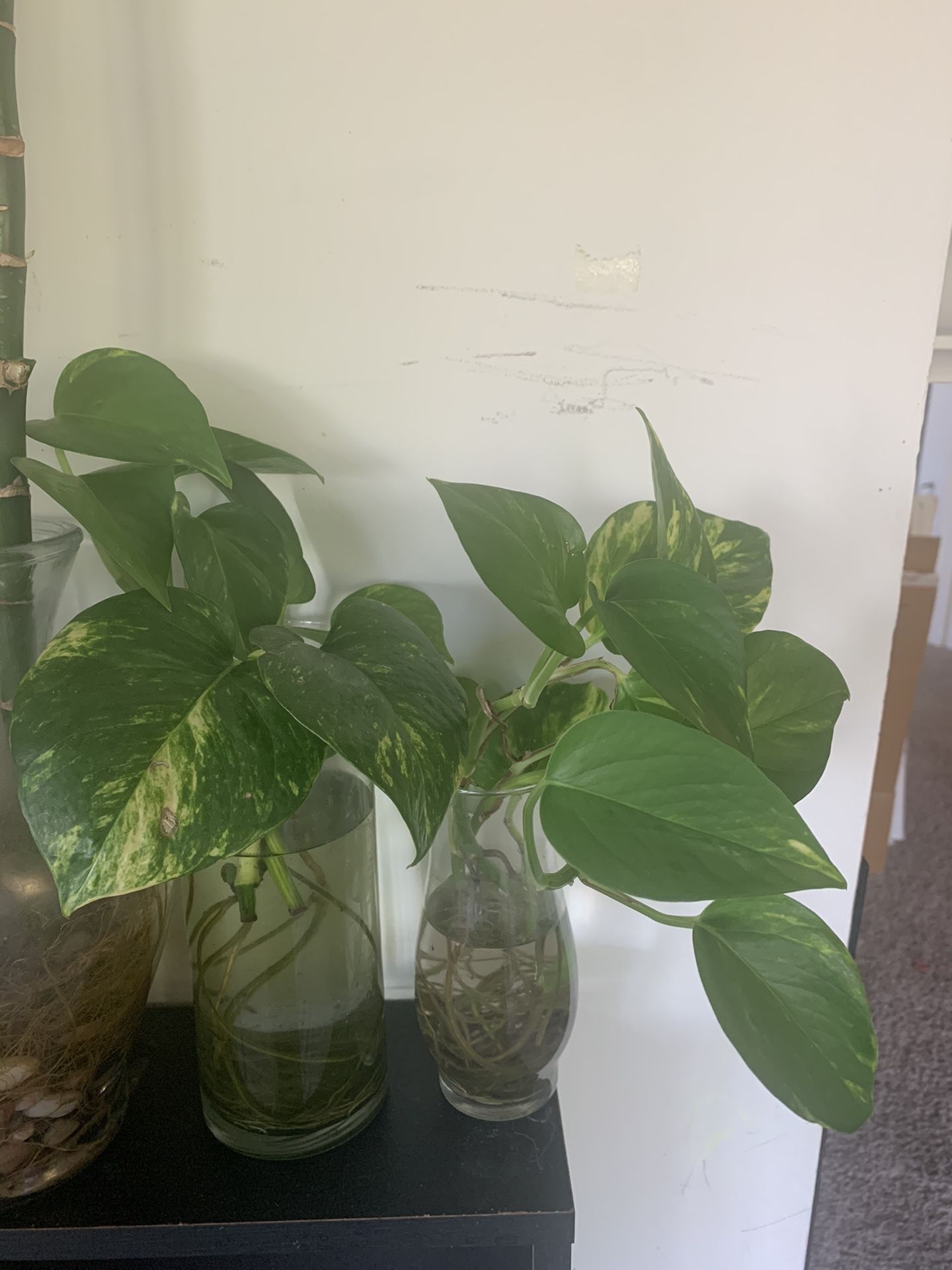 Healthy pothos and bamboo plants in water with beautiful vase