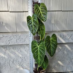 Philodendron Splendid Plant On Moss Pole 