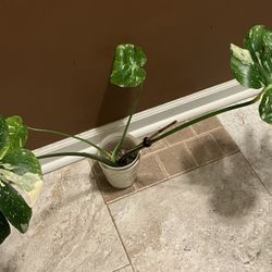 Monstera Thai Constellation Rooted Four Leaf Plant