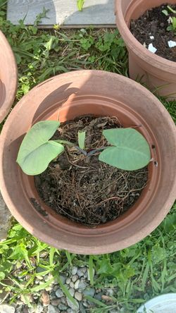 Elephant Ear vegetable plant