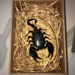 Scorpion Paper Weight 