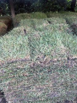 Daily Cut Sod