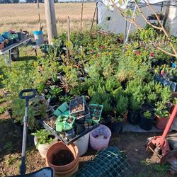 500 Plantas De 1 Galón  De Todo Tipo