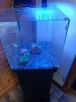 14 gallon cube aquarium with stand and accessories