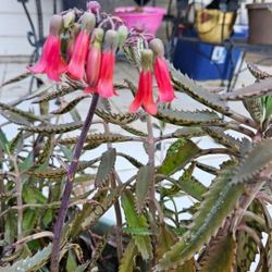 Mother Of Thousands Plant 