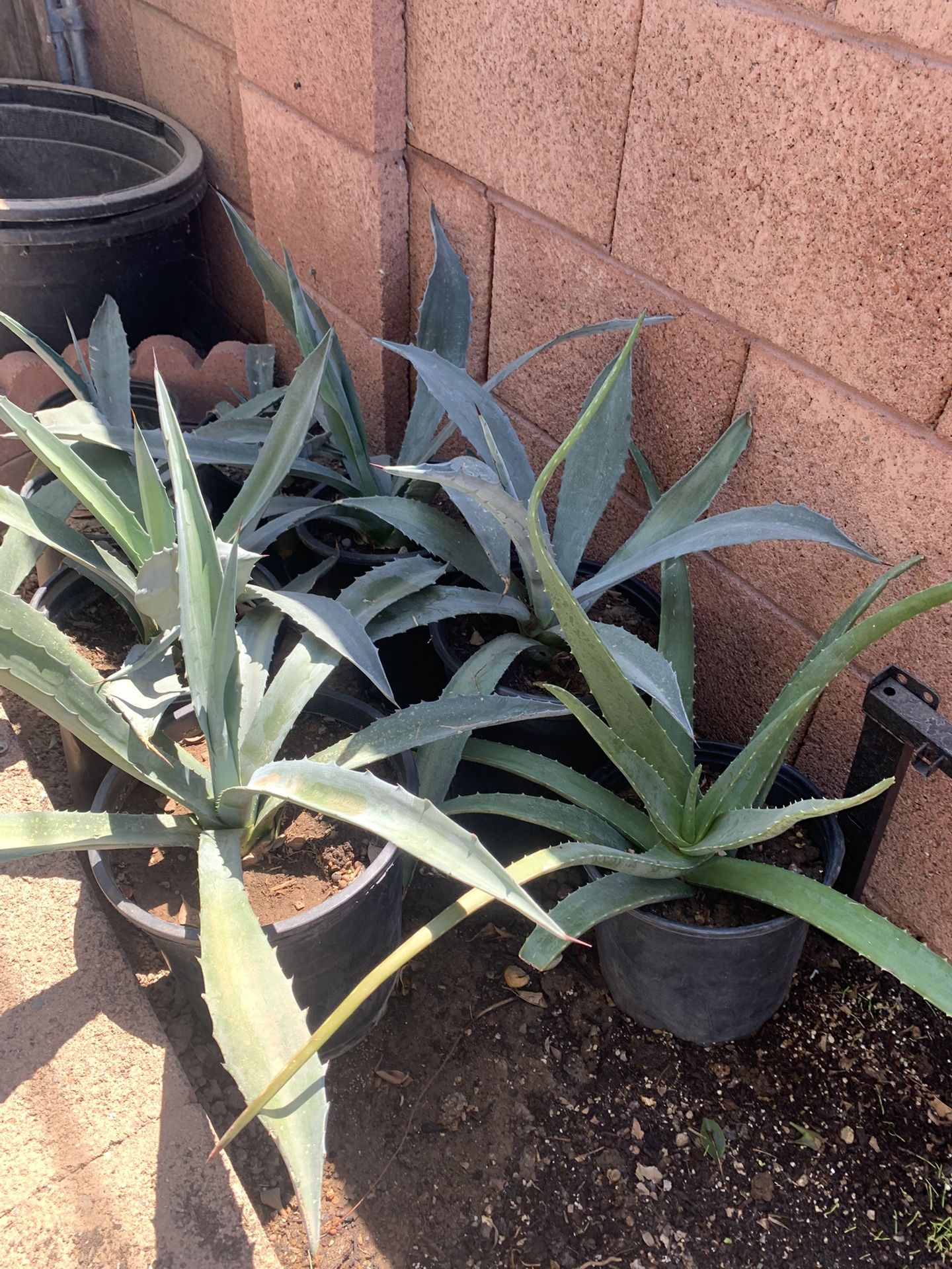 Huge Blowout Sale Clearance On All Plants
