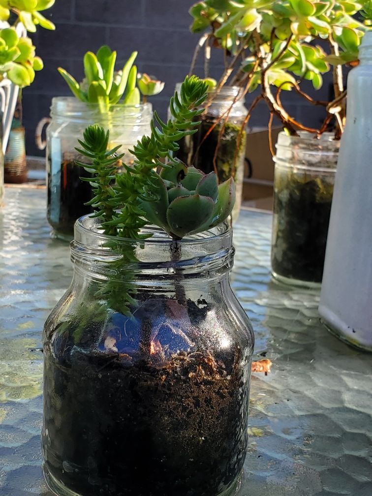 Live Succulents growing and small glass container