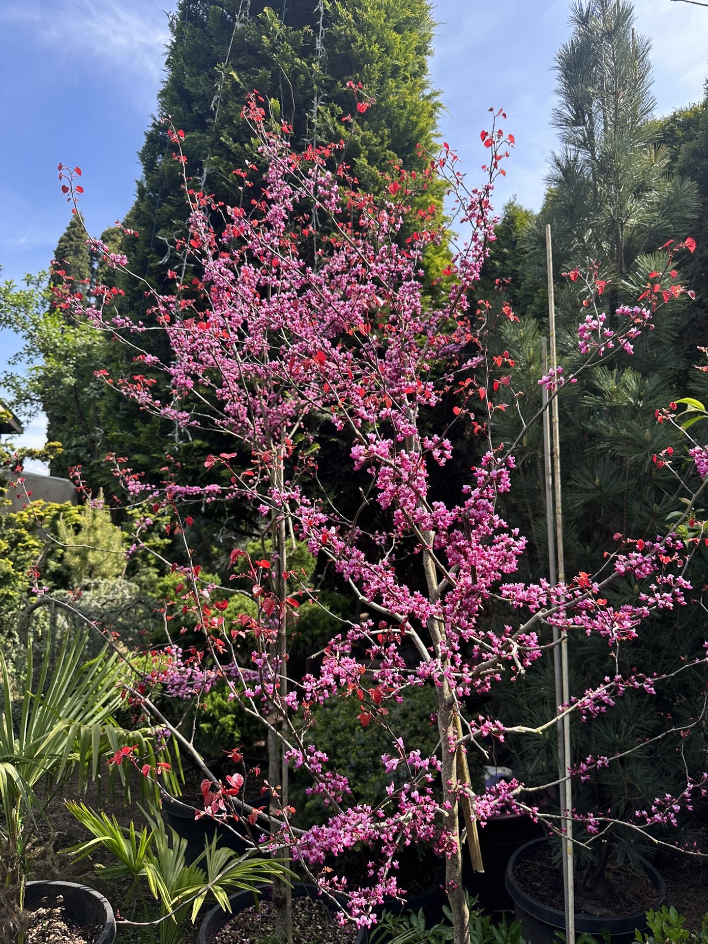 Cercis Canadensis Flame Thrower
