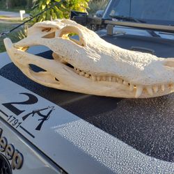 9 1/2 Foot Gator Skull