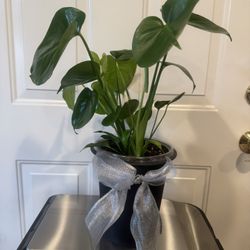 Monstera Pilea