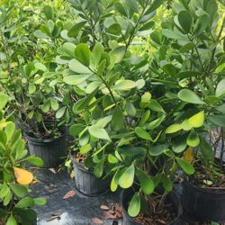 Clusias Plants For Inmediate Privacy!!! 3-4 Feet Tall 