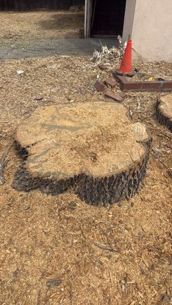 Wood stumps