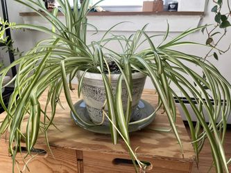 spider plant