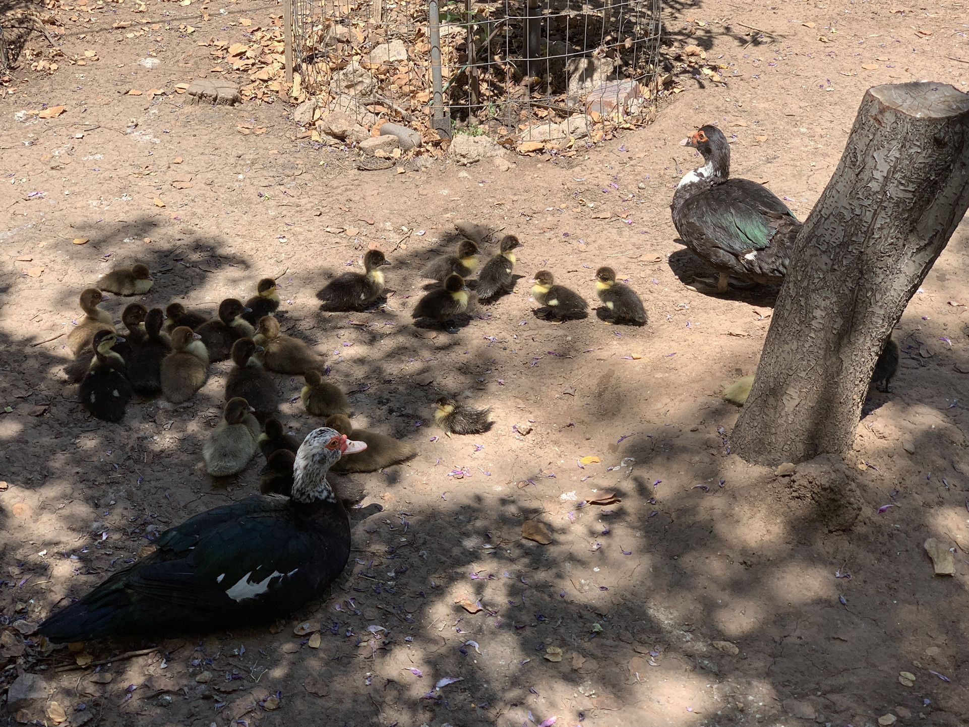 Muscovy Ducklings