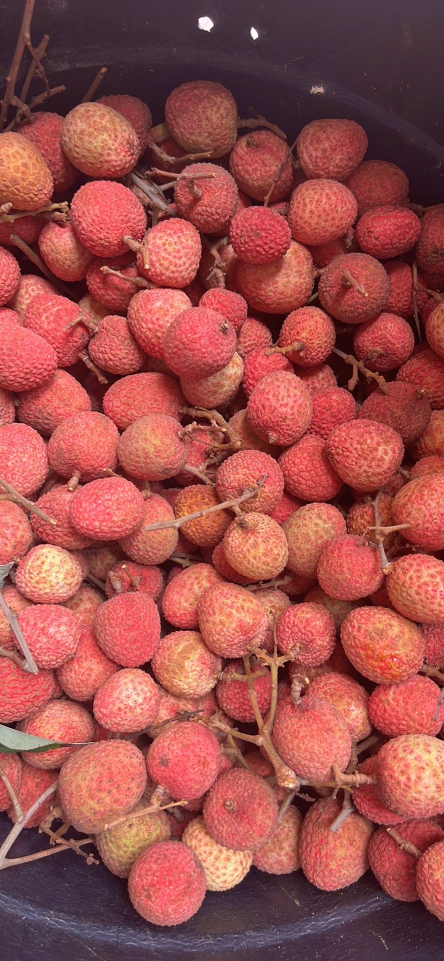Lychee Pickup Only Doral  10 Lbs Or More 