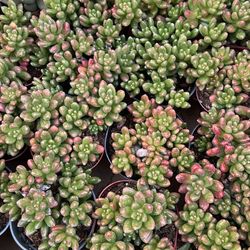 Variety of Succulents