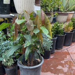 Mango Mexicano $48 Each